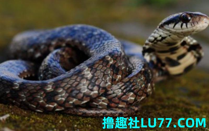 梦见缠 梦见缠