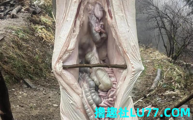 梦见豪猪吃人