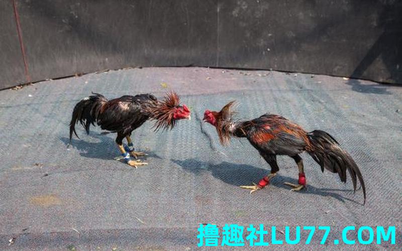 梦见与大公鸡打架