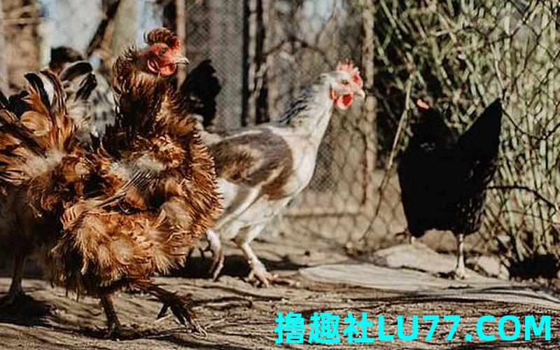 梦见我叫母鸡