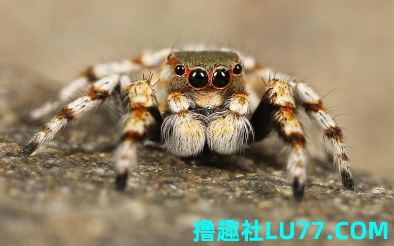 梦见蜘蛛是人