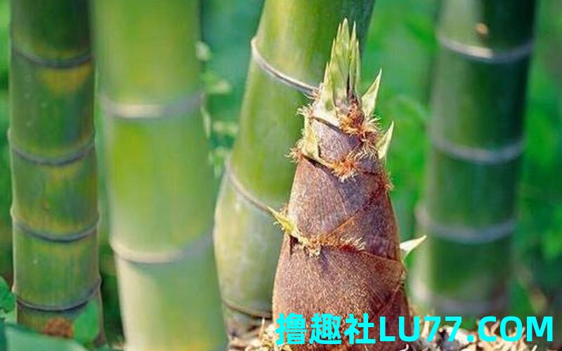 梦见荪