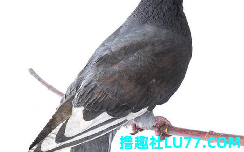 梦见一只灰色的鸽子