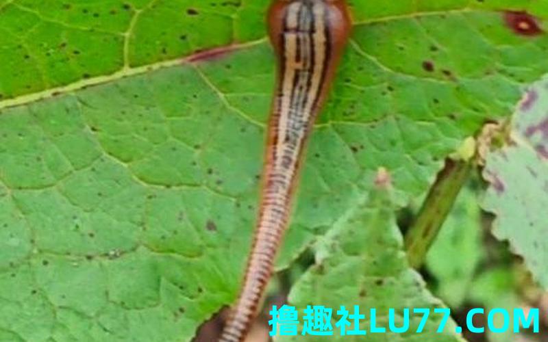 梦见拍蚂蟥