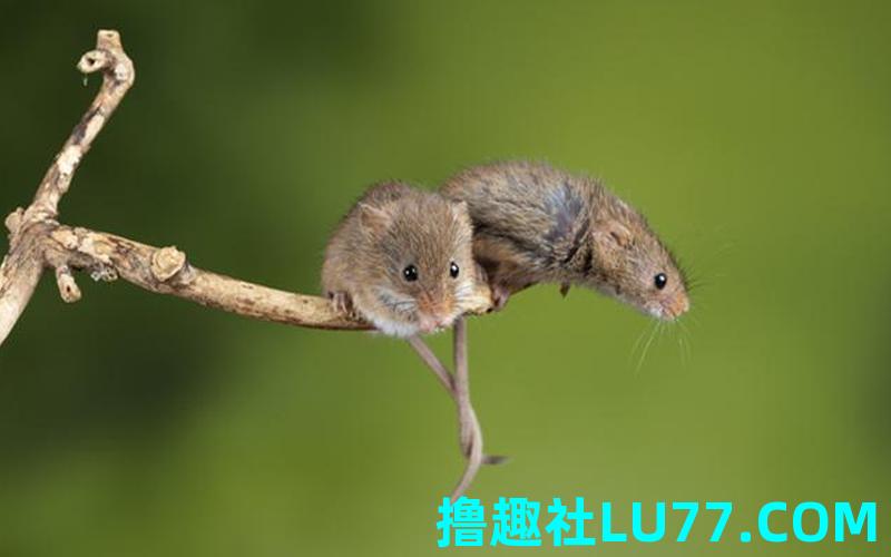梦见好多老鼠咬我