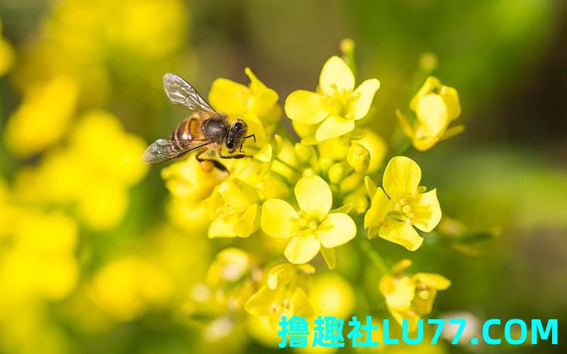 梦见蜜蜂采蜜