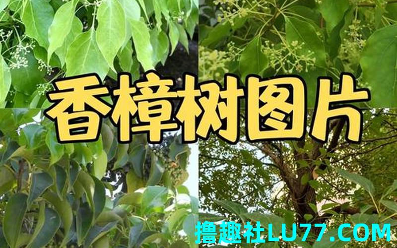 梦见盆景樟树 梦见盆景樟树