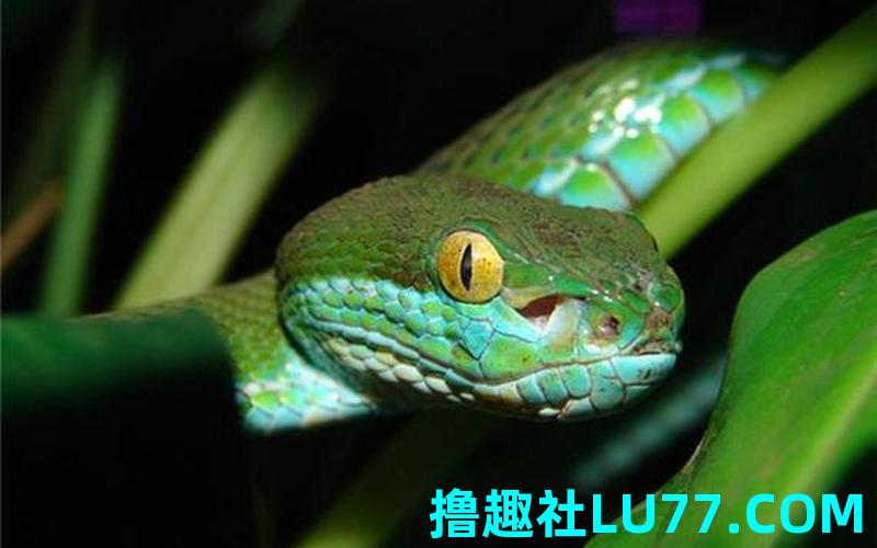 梦见小孩长尾巴了 梦见小孩长尾巴了