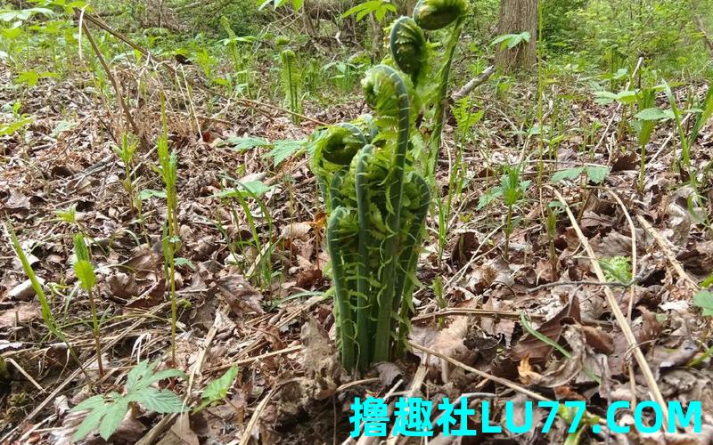 梦见山上找菜 梦见山上找菜