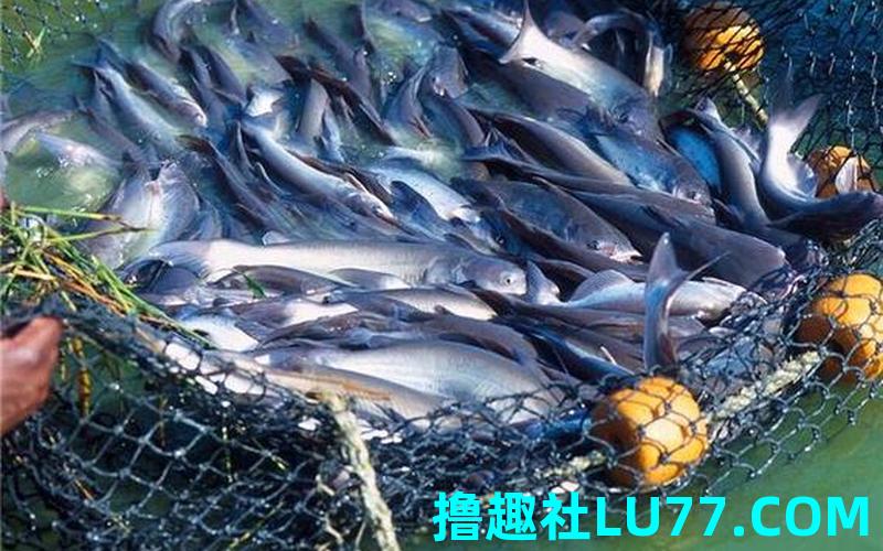 梦见抓的鱼死了