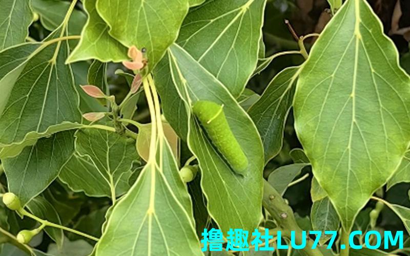 梦见树上长虫子 梦见树上长虫子