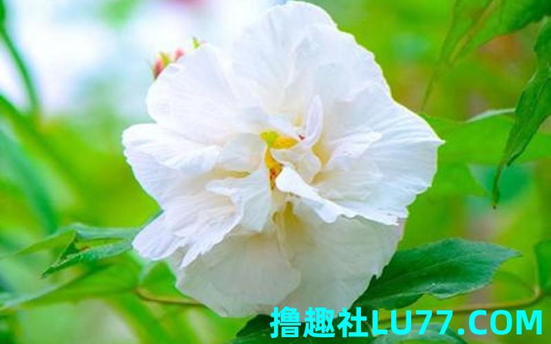 梦见芙蓉菜