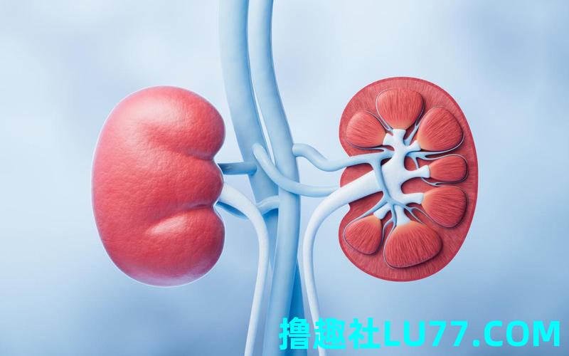 梦见人的肾
