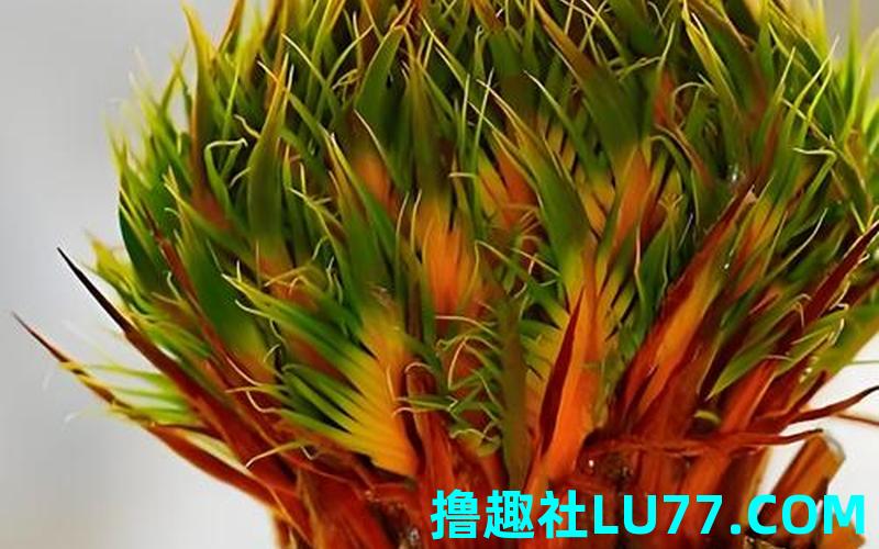 梦见铁棍开花 梦见铁棍开花