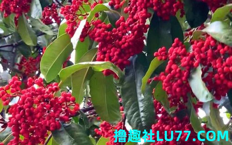梦见树上结满了红果