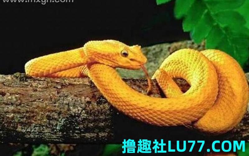 梦见黄的蛇