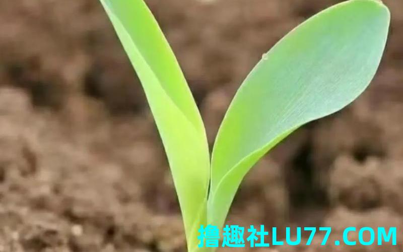 怀孕梦见玉米长芽 怀孕梦见玉米长芽