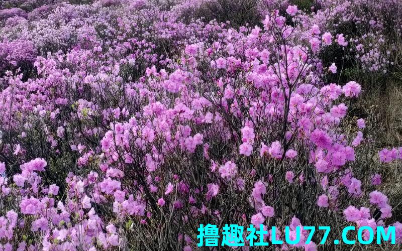 梦见黑红山