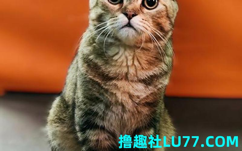 梦见被瞪