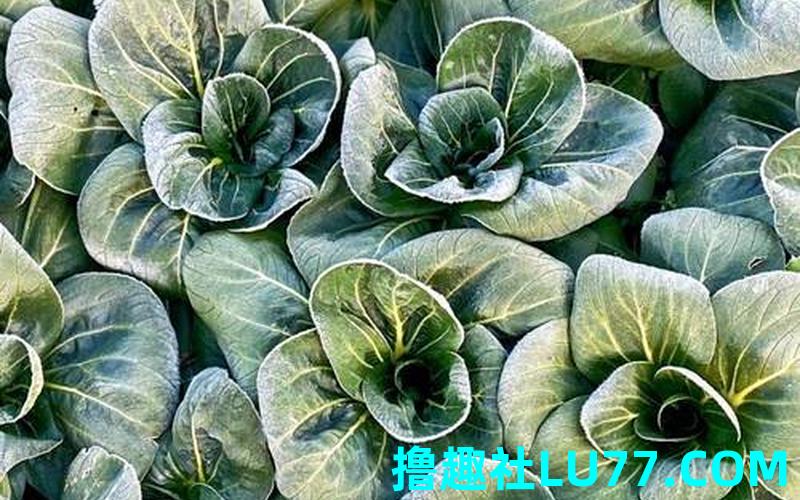 胎梦见青菜