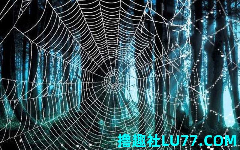 梦见蜘蛛织网