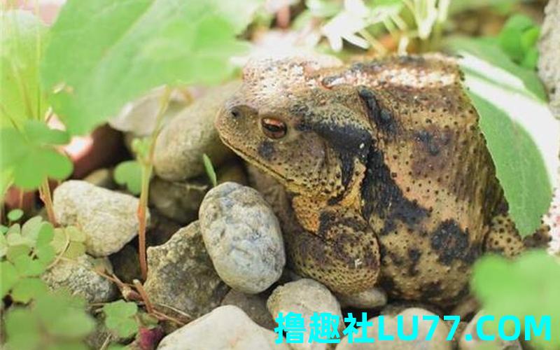梦见逮到蛤蟆 梦见逮到蛤蟆
