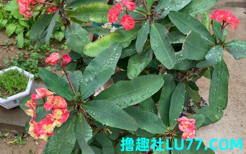 梦见栽刺梅