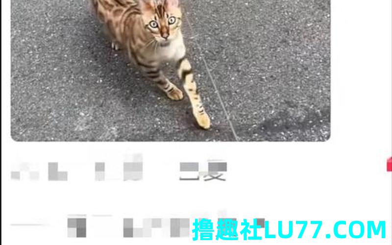 梦见蟒蛇吃猫