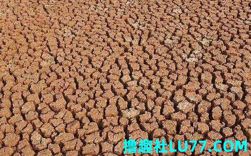 梦见旱