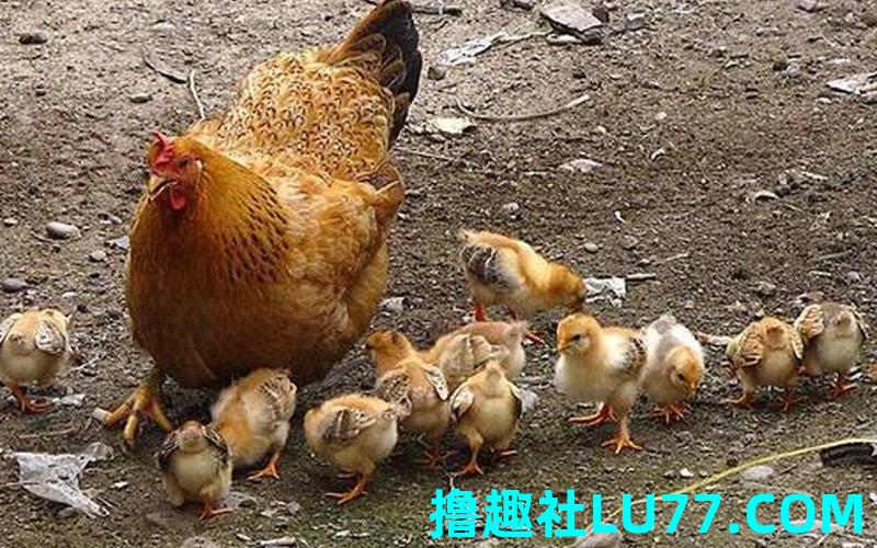 梦见成群的小鸡 梦见成群的小鸡