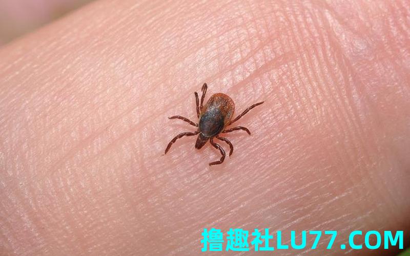 梦见跳溞是什么意思 梦见跳溞是什么意思