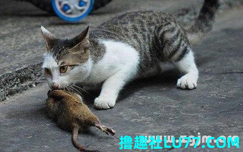 梦见老鼠把猫咬死了