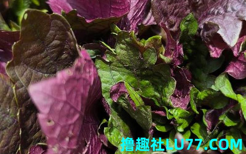 梦见摘紫苏 梦见摘紫苏