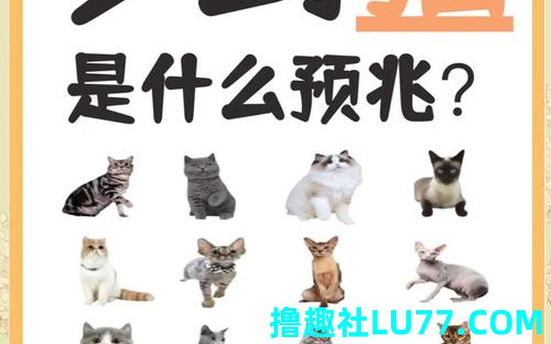 梦见猫产仔 梦见猫产仔