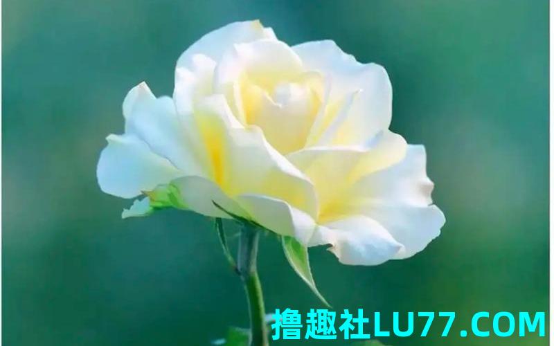 梦见去世的母亲拥抱