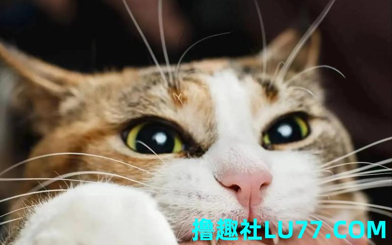 梦见猫咬别人