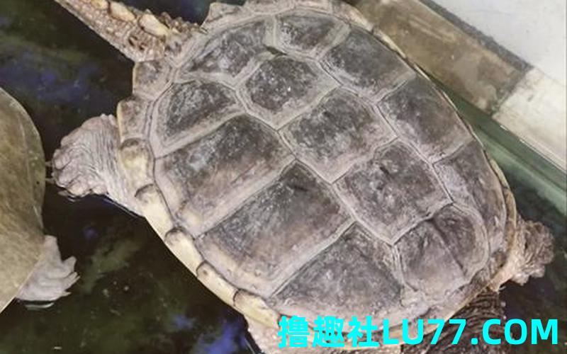 梦见鳄鱼 乌龟