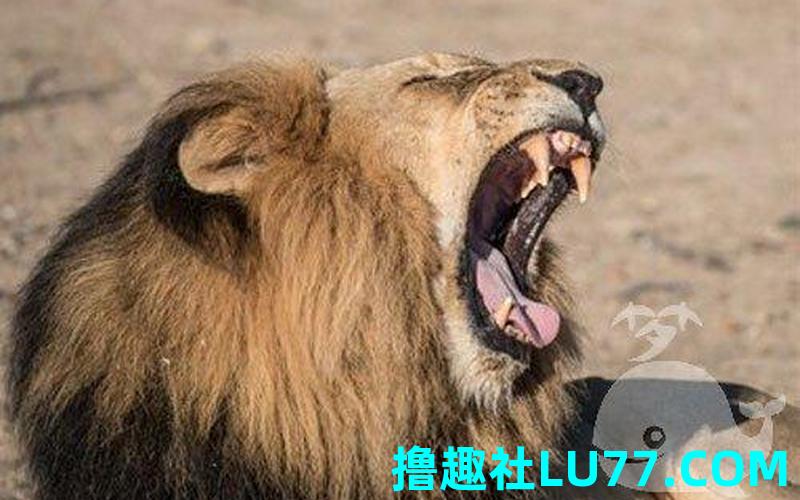 孕晚期梦见狮子