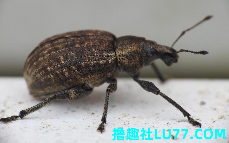 梦见象鼻甲虫