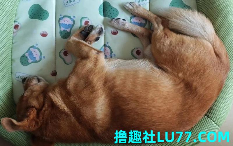 梦见追捕狗 梦见追捕狗