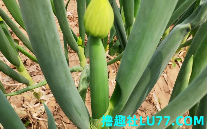 梦见柴聪