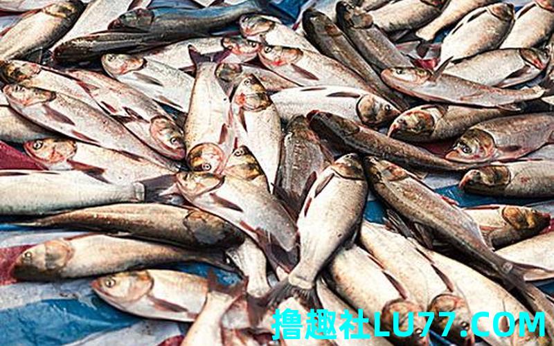 梦见鲢 梦见鲢
