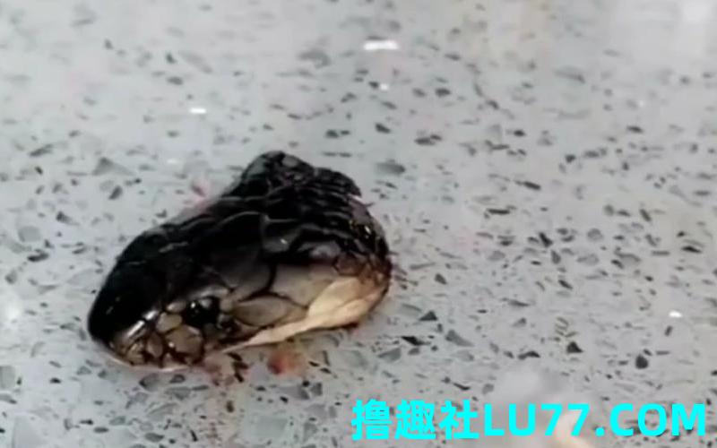 梦见蛇头被砍下来 梦见蛇头被砍下来