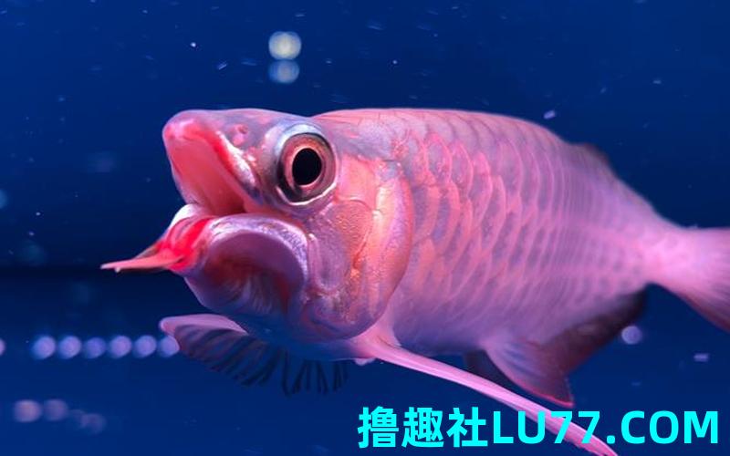 梦见龙鱼是什么意思