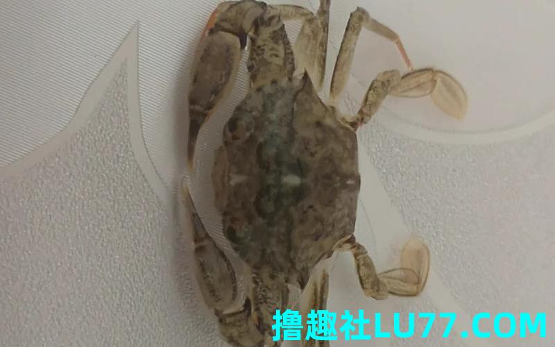 梦见蟳