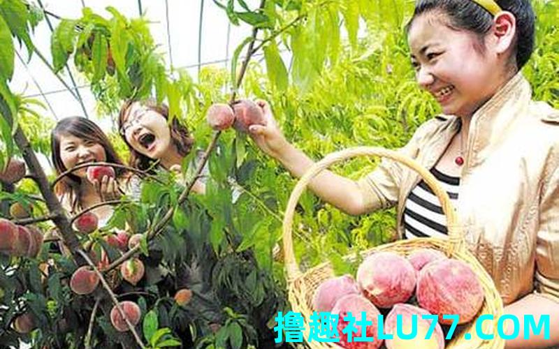 孕妇梦见在树上摘桃 孕妇梦见在树上摘桃