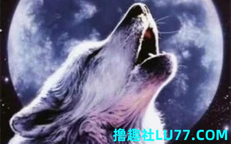 梦见狼王 梦见狼王