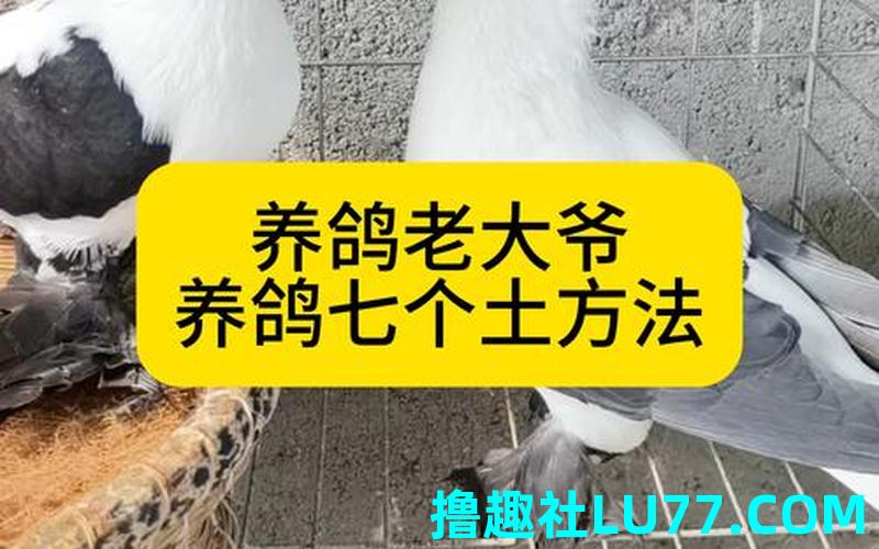 梦见家里养鸽子好不好