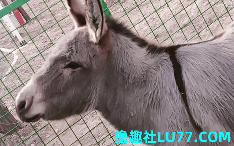 梦见馿