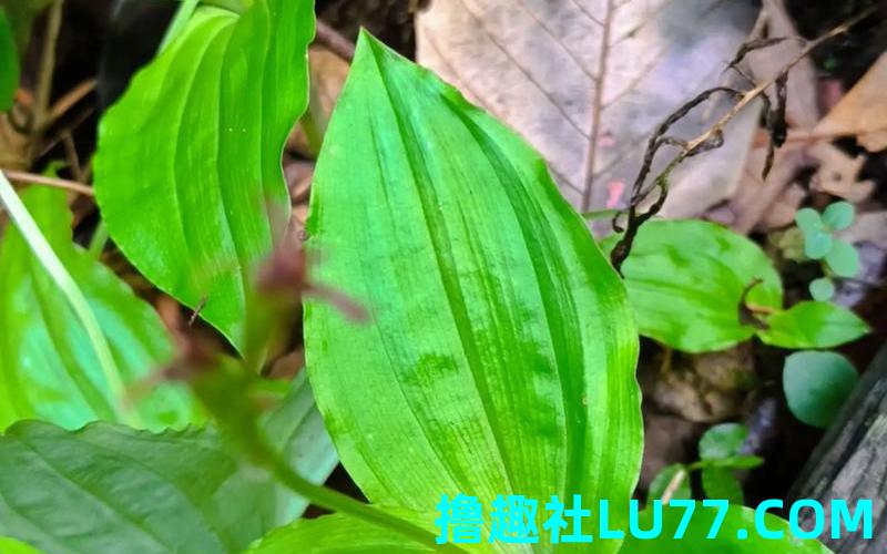 梦见 草药 梦见 草药